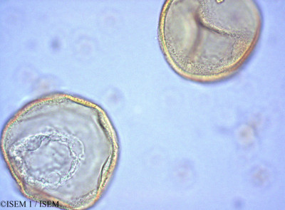 Araucaria columnaris - lame n° 28127